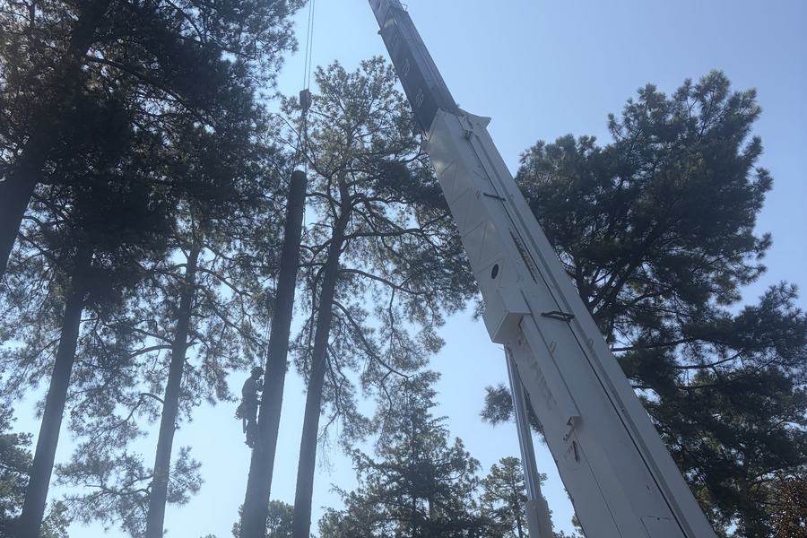 The crane boom reaching high into tall pines on a removal job