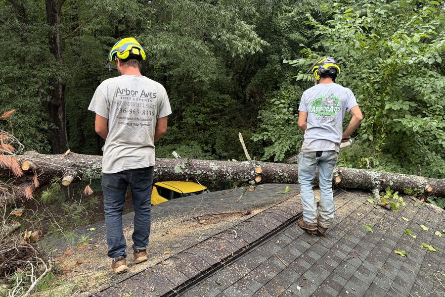 Two Arbor Aves crew members in helmets on a roof beside a felled trunk, working a removal