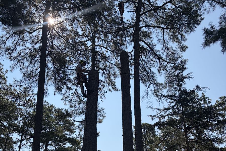 An Arbor Aves climber working high in a pine, up where the trunk narrows