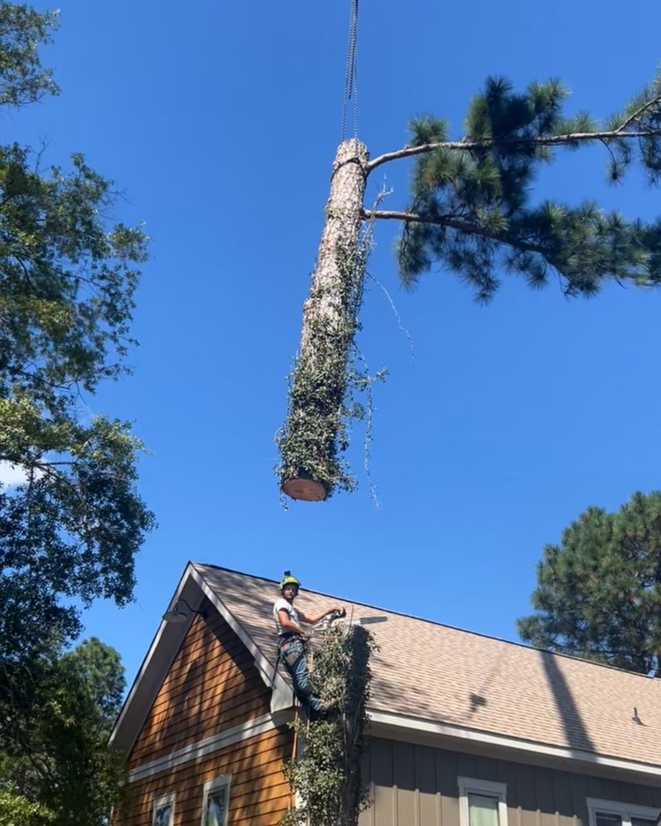 The crane lifting a cut pine top wrapped in ivy high over a house roof while a helmeted climber works on the roof below