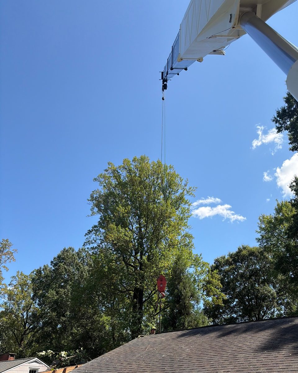 The tip of a white crane boom against blue sky, its load line and red hook block hanging down over a tall tree and the roof of a house