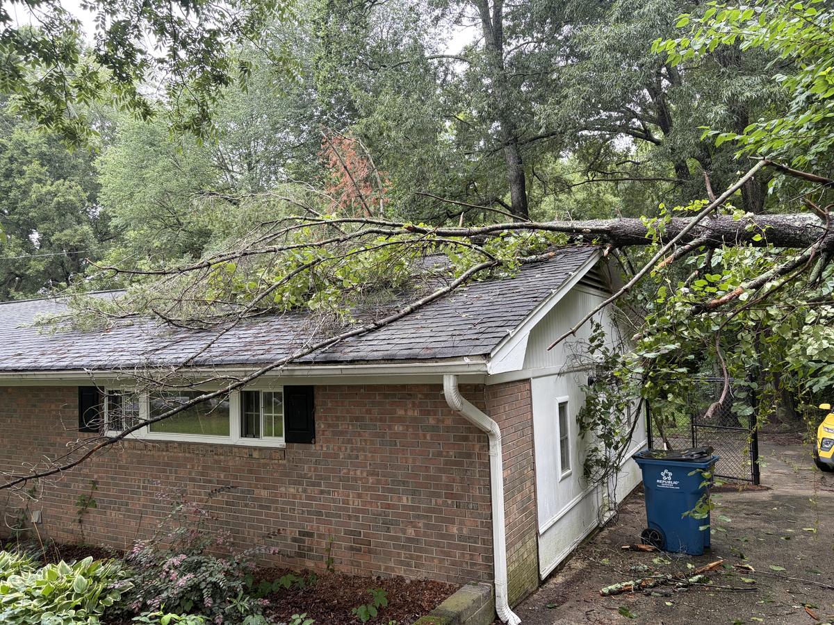 A storm-dropped pine lying across the roof of a brick house, limbs covering the shingles