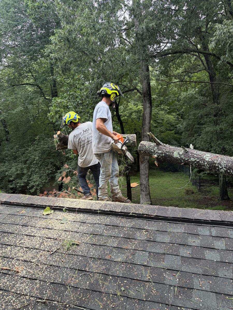 Two Arbor Aves crew members in helmets on the roof, cutting the fallen pine into sections with a chainsaw