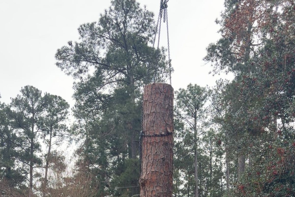 A cut section of pine trunk hanging straight down on a crane chain above a split-rail fence, with tall pines behind it